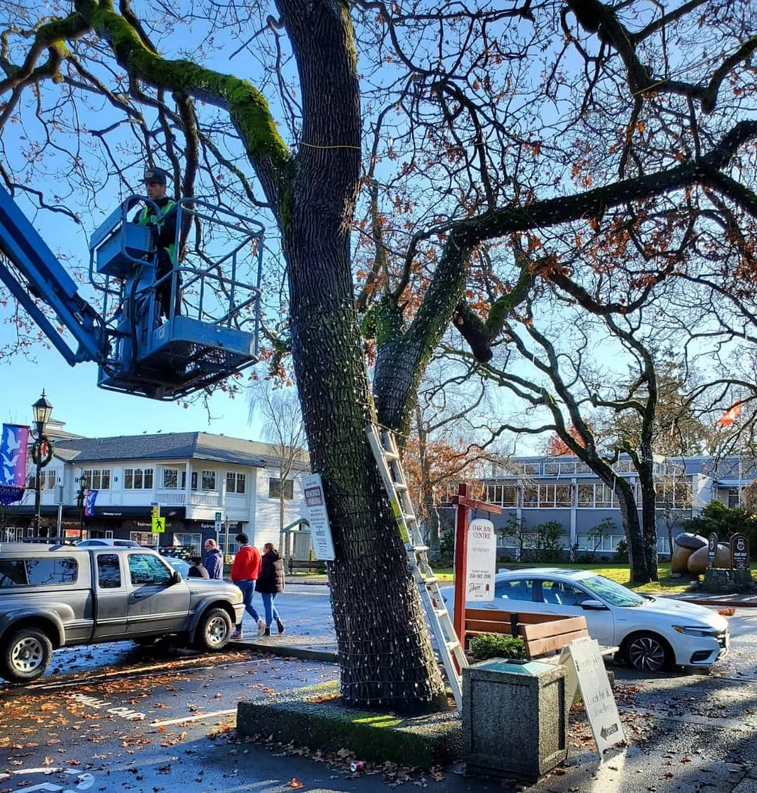 Light Right employee installing lights in tree from lift box
