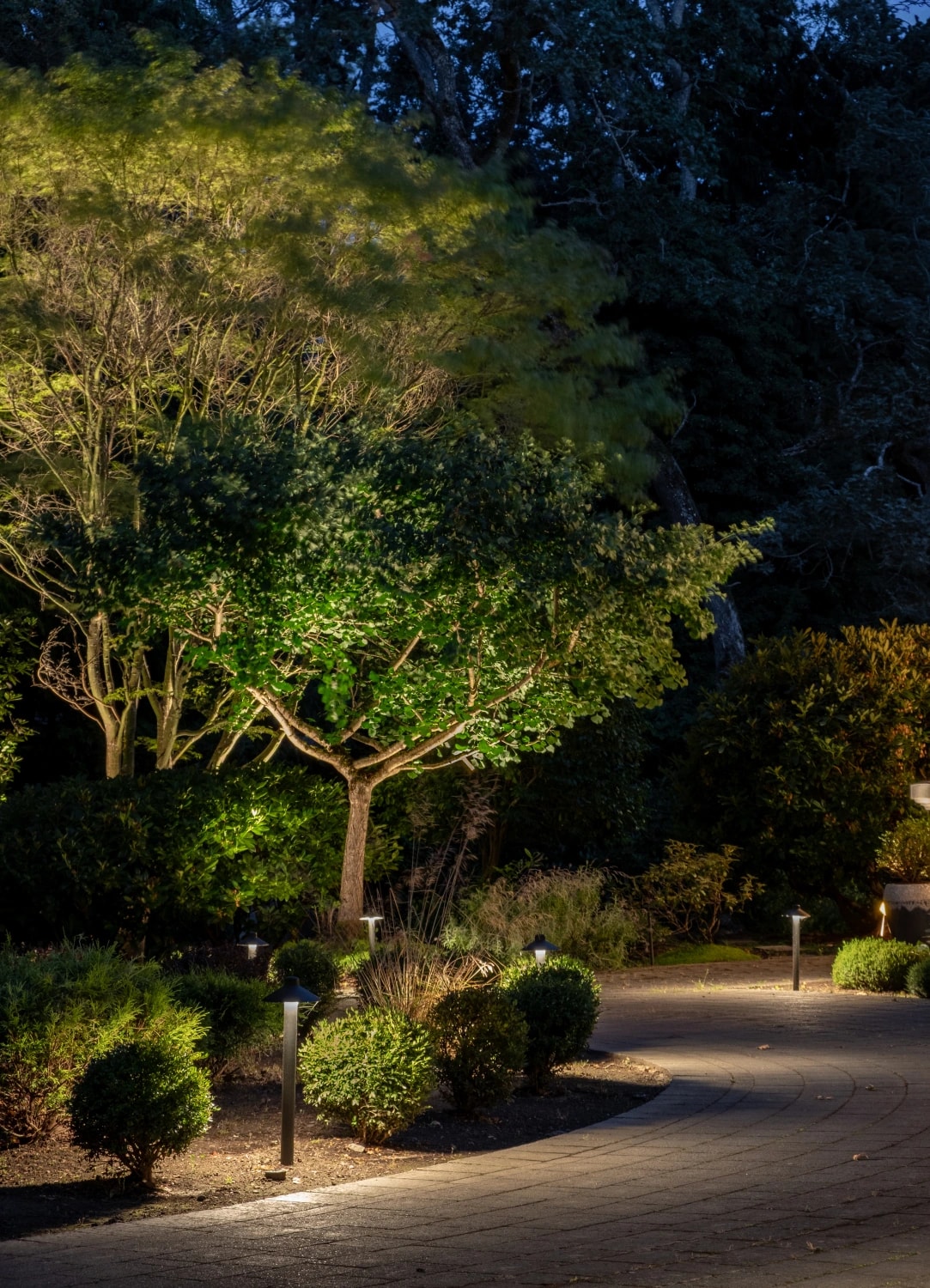 Warm landscape lighting illuminating trees, shrubs and a driveway at night