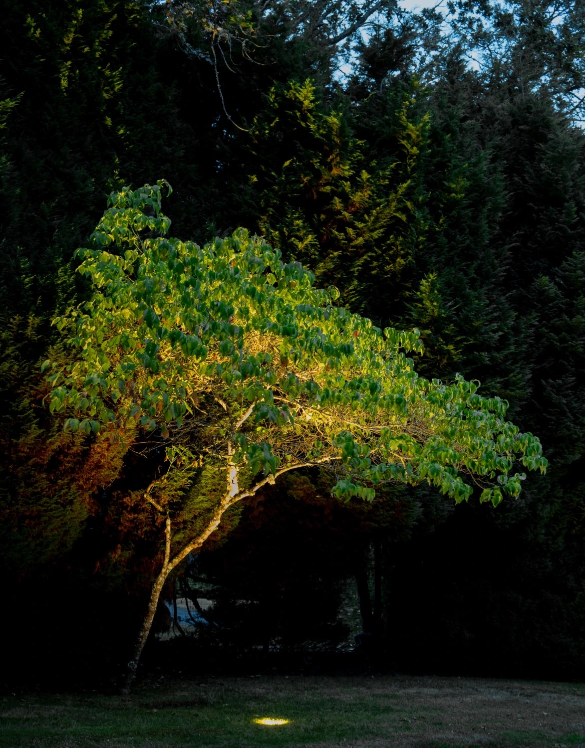 Uplighting highlighting the canopy and branches of a mature tree at night